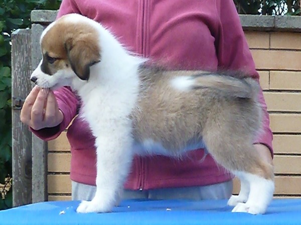 Valestar Italy Ice Rocco