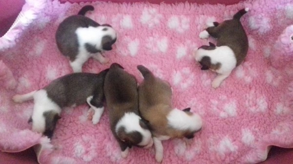 Prima foto cuccioli