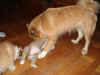 ondaandmother9nov06.jpg (748130 byte)